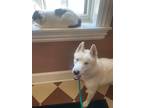 Adopt Balto a Siberian Husky