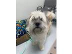 Adopt Hairy Harold a Lhasa Apso