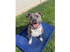 Adopt Kody a Pit Bull Terrier