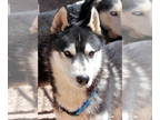 Siberian Husky DOG FOR ADOPTION RGADN-1173174 - Cosmos - Siberian Husky (medium