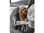 Adopt Google a Miniature Poodle