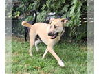 Mastiff Mix DOG FOR ADOPTION RGADN-1175450 - Ponyboy - Mastiff / Yellow Labrador