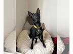 American Pit Bull Terrier Mix DOG FOR ADOPTION RGADN-1178496 - Batty Koda - Pit