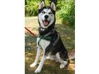 Adopt Eddie a Husky