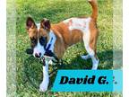 Rat Terrier Mix DOG FOR ADOPTION RGADN-1243849 - David G