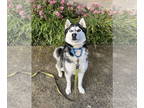 Huskies Mix DOG FOR ADOPTION RGADN-1299864 - Half Baked - Husky / Mixed (medium