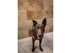 Adopt Teddy a Australian Cattle Dog / Blue Heeler