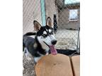 Adopt Skye a Siberian Husky