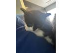 Adopt Robin a Domestic Short Hair