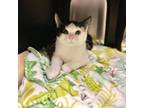 Adopt Scatter a Domestic Short Hair