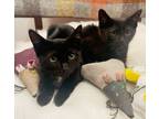 Adopt Siggy and Mac! a Bombay