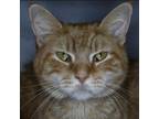 Adopt Lenny a Domestic Short Hair