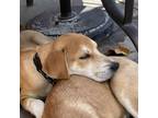 Adopt Pine a Labrador Retriever, Hound