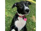 Adopt Cookies a Labrador Retriever, Hound