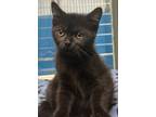 Adopt Crunch a Domestic Short Hair