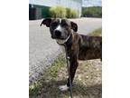 Adopt Chicken a Pit Bull Terrier