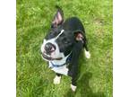 Adopt Gunther a Pit Bull Terrier