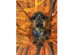Adopt Olympische a Miniature Schnauzer, Mixed Breed