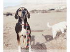 Catahoula Leopard Dog-Treeing Walker Coonhound Mix DOG FOR ADOPTION