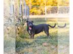 American Staffordshire Terrier Mix DOG FOR ADOPTION RGADN-1328313 - Thaddeus -