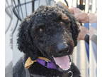 Poodle (Standard) DOG FOR ADOPTION RGADN-1328320 - Joseph - Poodle (Standard)