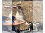 Brittany DOG FOR ADOPTION RGADN-1328322 - GA/Elsa - Brittany (medium coat) Dog