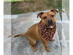 Staffordshire Bull Terrier Mix DOG FOR ADOPTION RGADN-1328326 - Leon -