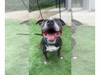 American Staffordshire Terrier DOG FOR ADOPTION RGADN-1328334 - Cheech -