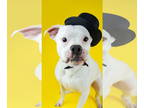 Boxer Mix DOG FOR ADOPTION RGADN-1328343 - Creed - Boxer / Mixed (short coat)