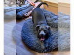 Pug Mix DOG FOR ADOPTION RGADN-1328345 - Rolo - Pug / Mixed (short coat) Dog For