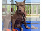 American Pit Bull Terrier Mix DOG FOR ADOPTION RGADN-1328352 - Romeo - Pit Bull