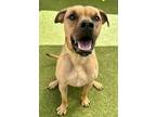 Adopt Rowdy a Pit Bull Terrier, Mixed Breed