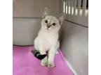 Adopt Hamilton a Siamese, Domestic Short Hair