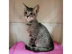Adopt Houston a Domestic Short Hair