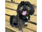 Adopt Myles a Shih Tzu