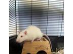 Adopt Thumbalino a Rat