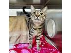Adopt 50 Cent a Domestic Short Hair