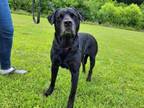 Adopt Jenkins a Labrador Retriever, Mixed Breed