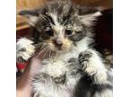 Adopt Perry a Domestic Medium Hair