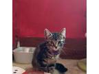Adopt Cedar a Domestic Short Hair