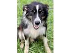 Adopt Flops a Border Collie
