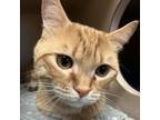 Adopt Simba a Domestic Short Hair
