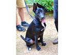 Adopt Bacchus a German Shepherd Dog