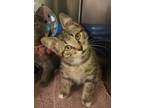 Adopt Crisanto 53810 a Domestic Short Hair