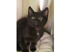 Adopt Walden 53665 a Domestic Short Hair