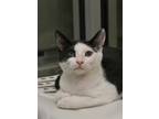 Adopt Fungus 54019 a Domestic Short Hair