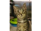 Adopt Pachinko 54047 a Domestic Short Hair
