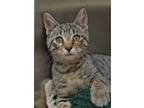 Adopt Indiana 53112 a Domestic Short Hair