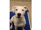 Adopt Atlas 53773 a Pit Bull Terrier, Mixed Breed