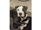 Adopt Marshall 53685 a Mixed Breed